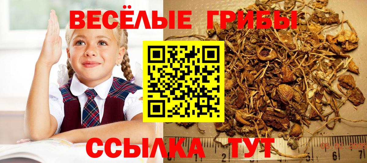 Галлюциногенные грибы Psilocybe Спасск-Дальний